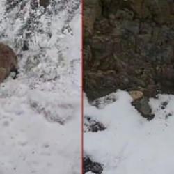 Yer: Giresun! Ayıya yem olmaktan son anda kurtuldu 