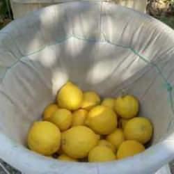 Üreticinin önlemiyle zirai dondan kurtulan limon bahçede 15 TL'den alıcı buluyor