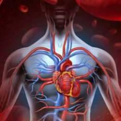 50 yaş üstü için hayati önem taşıyan vitaminler: Kan dolaşımınızı güçlendirin!