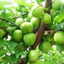 8000 TL'den 400 TL'ye kadar indi! Bu erik 5 ülkede birden yoğun talep görüyor