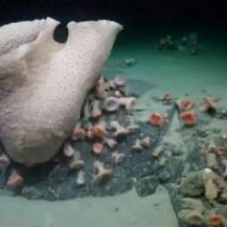 30 kilometrelik dev bir buzdağı koptu! Daha önce görülmemiş canlılar keşfedildi...