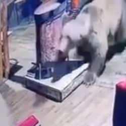 Bursa'da bir işletmeyi ayı bastı: O anlar saniye saniye kameralarda!	