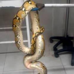 K&uuml;tahya&rsquo;da otob&uuml;ste karton kutuda piton ele ge&ccedil;irildi