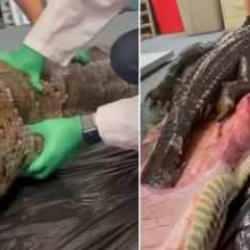 Şaşkına &ccedil;eviren g&ouml;r&uuml;nt&uuml;! Midesinden 1.5 metrelik timsah &ccedil;ıktı