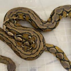 Yolcu otob&uuml;s&uuml;nde piton paniği