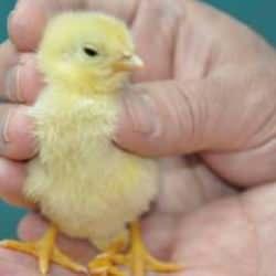 Yumurtadan &ccedil;ıkan civciv hayrete d&uuml;ş&uuml;rd&uuml;! Hemen veterinere g&ouml;t&uuml;rd&uuml;