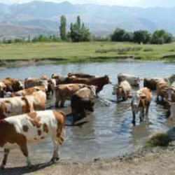 60 bin TL'ye çoban bulunmuyor: Çareyi bakın nasıl buldular!