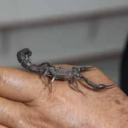 Bakanlıktan karar &ccedil;ıktı! Gramı 10 bin dolar kazandırırken, cezası ocak yıkıyor