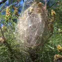 &Ccedil;am kese b&ouml;cekleri ile biyolojik m&uuml;cadele