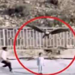 Gerçek mi, yapay zeka mı? İran'da kartal çocuğu kaçırmaya çalıştı