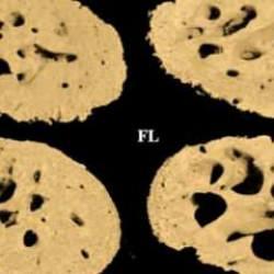 NASA, fareleri araştırma için uzaya gönderdi: Sonuçlar görenleri şaşırttı...