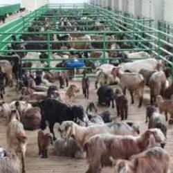 Hayvancılık destekleme başvuruları yarın başlıyor