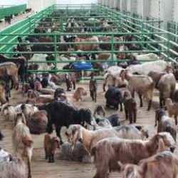 İkinci dönem büyük ve küçükbaş hayvancılık destekleme başvuruları yarın başlıyor