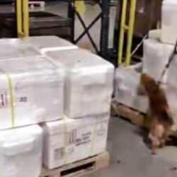 Son dakika: İstanbul Havalimanı'nda büyük operasyon