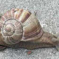 Toprağa &ccedil;ıktılar! Tek tek toplayıp, kilosunu 35 TL'ye satıyorlar