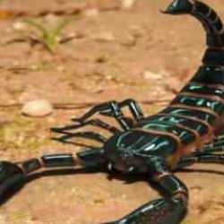 T&uuml;rkiye'den d&uuml;nyaya akrep zehri &uuml;retimi