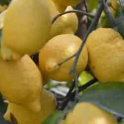 Bakanlıktan limon kararı! İhracatı durduruldu