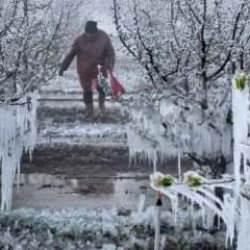 Çiftçi harekete geçti! Zirai don tarımda afet yarattı