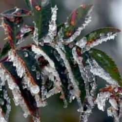 Çiftçilere zirai don uyarısı...