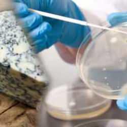 Dikkat: Ölümcül bakteri tespit edilen ünlü peynir markası raflardan toplatılıyor!