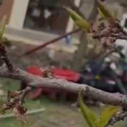 Elazığ’da kayısıyı don vurdu!