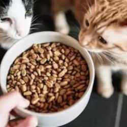 Evcil hayvan sahipleri dikkat! Bu mamalar raflardan kaldırılıyor