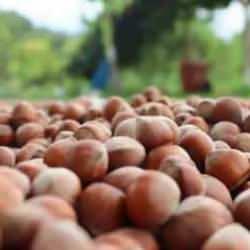 Giresun'da fındığın kilogramı 140-145 liradan işlem gördü