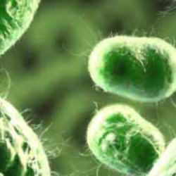  K&uuml;resel sağlık tehdidi ilan edildi! &Ouml;l&uuml;mc&uuml;l &lsquo;s&uuml;per bakteri&rsquo; alarmı!