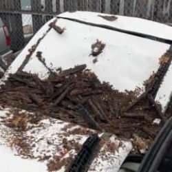 Milyonluk araç dev ağacın altında kaldı