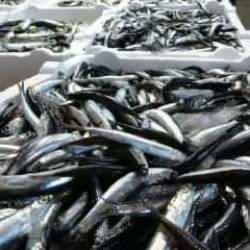 9 milyon dolarlık hamsi ihracatı