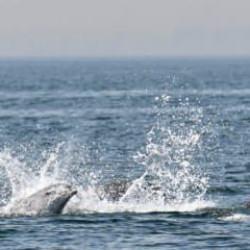 Marmara Denizi'nde yunusların b&uuml;y&uuml;leyen g&ouml;sterisi!