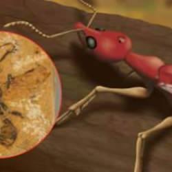 Tam 113 milyon yıllık! Bilim adamları bilinen en eski karınca fosilini keşfetti!