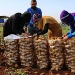 Adana'da turfanda patateste hasat mesaisi başladı