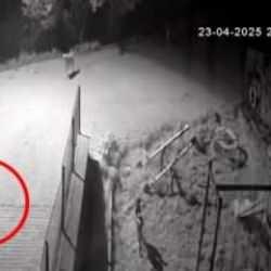 Bolu&rsquo;da sokak k&ouml;peklerinin yiyecek arayan ayıyı kovaladığı anlar