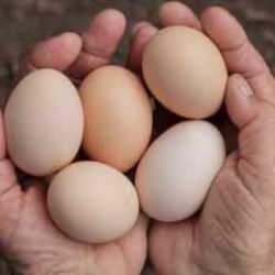 Harvardlı doktordan çılgın deney: Bir ayda toplam 720 yumurta yedi!