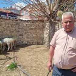 Sokak köpeklerinin saldırısında 7 koyun öldü