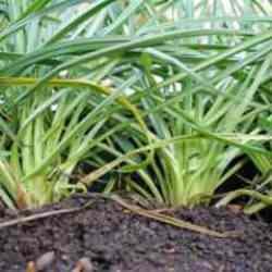 Tam bir antioksidan zengini! Sağlıklı yaşamın yeni trendi yemlik otu şifa saçıyor