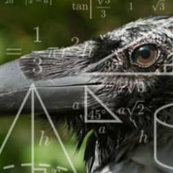 Zekaları yine hayran bıraktı: Kargalar geometrik şekilleri ayırt edebiliyor!