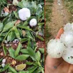 Adıyaman'da etkili olan dolu yağışı badem ağa&ccedil;larına zarar verdi 