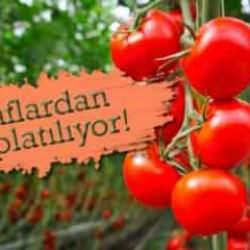 ABD alarmda: O marka domateslerde ölümcül tehdit!