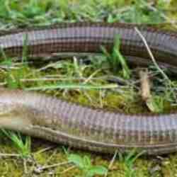 Çiftçiler dikkat! Bu gizemli canlı mahsulünüzün felaketi olabilir 