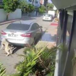 Emekli polis, kendisine saldıran köpeği vurdu