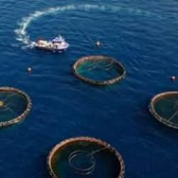 Karadeniz Bölgesi'nin su ürünleri ihracatı ilk çeyrekte 62 milyon doları aştı