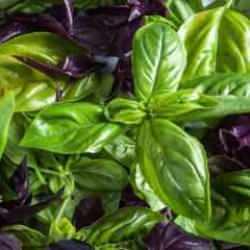 Radyasyondan ve kanserden koruyor! Reyhanın bir faydası daha ortaya çıktı