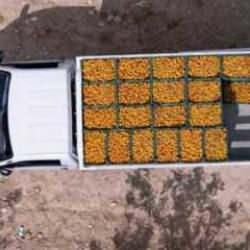 Tescilli Mut kayısısında hasat başladı