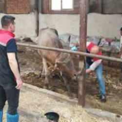 Hastalık alarmı: T&uuml;m ilde hayvan pazarları kapatıldı!