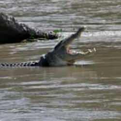 ABD'de garip olay! Timsah saldırısına uğrayan kadın &ouml;ld&uuml;!