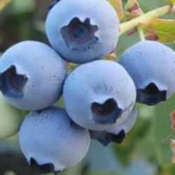 Bağışıklık sisteminizin yeni kahramanı: Yaban Mersini! Mavi safirin etkileri...