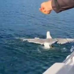 Balık bekleyen amat&ouml;r balık&ccedil;ı neye uğradığını şaşırdı