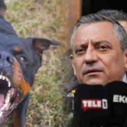 &Ouml;zg&uuml;r &Ouml;zel, CHP'li belediyelerin başıboş sokak k&ouml;peklerini toplamayacaklarını duyurdu
